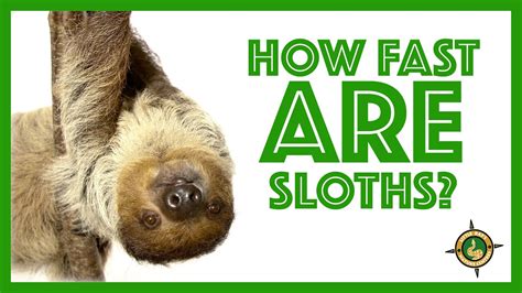 how fast do sloths move.